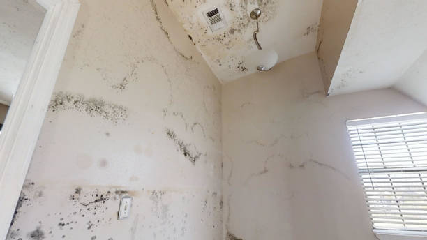 Best Black Mold Removal  in Sherwood, OR