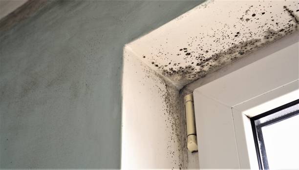 Best Comprehensive Air Testing for Mold Contaminants  in Sherwood, OR