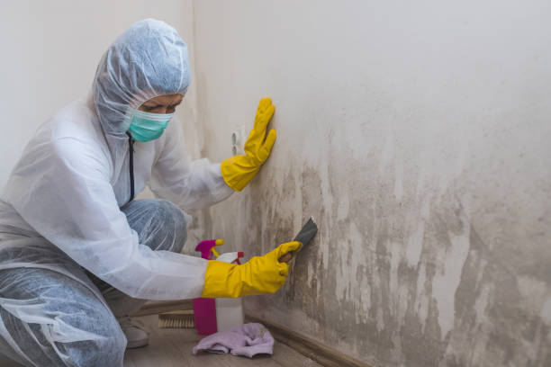 Best Mold Removal for HVAC Installations  in Sherwood, OR