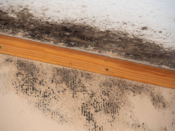 Best Indoor Air Quality Assessment  in Sherwood, OR