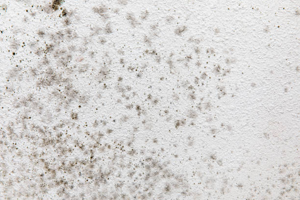 Best Mold Odor Removal Services  in Sherwood, OR