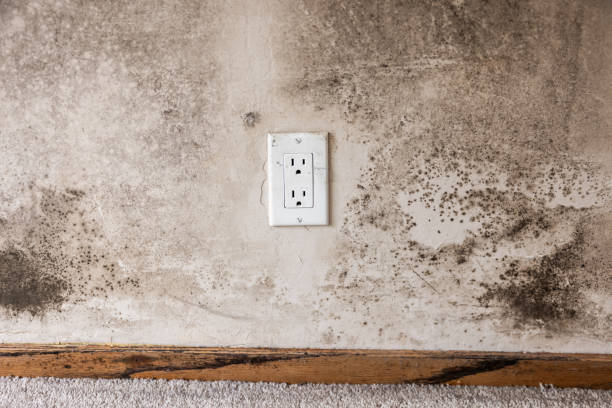 Best Mold Prevention Services  in Sherwood, OR