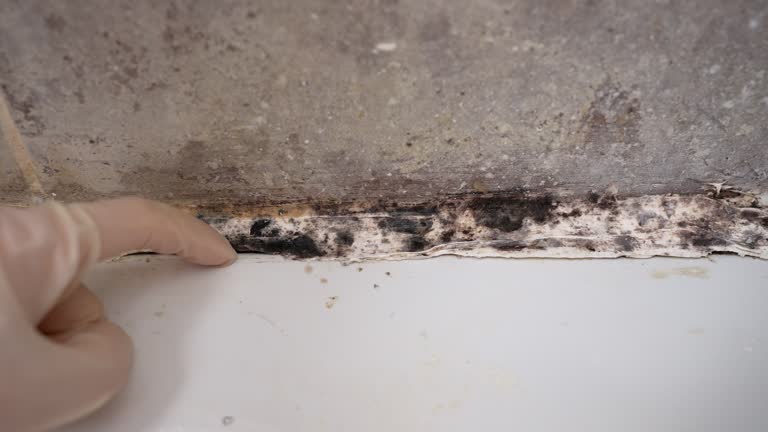 Asbestos and Lead Testing During Mold Inspection in Sherwood, OR