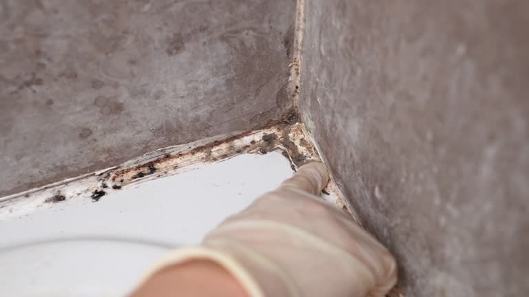 Best Commercial Mold Inspection  in Sherwood, OR